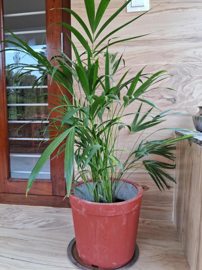 Coorg Teakwood Treasure Homestay Madikeri Zewnętrze zdjęcie