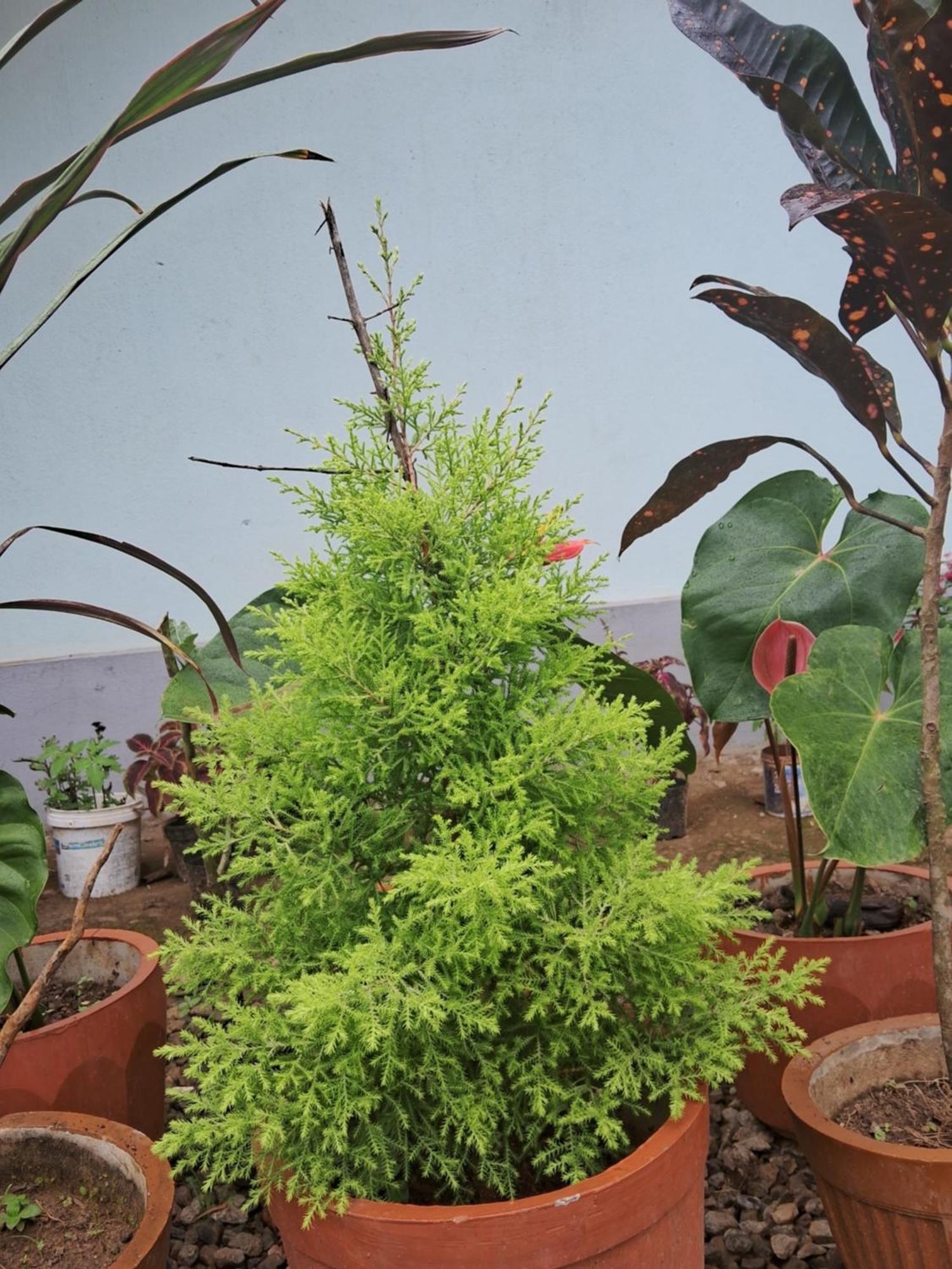 Coorg Teakwood Treasure Homestay Madikeri Zewnętrze zdjęcie