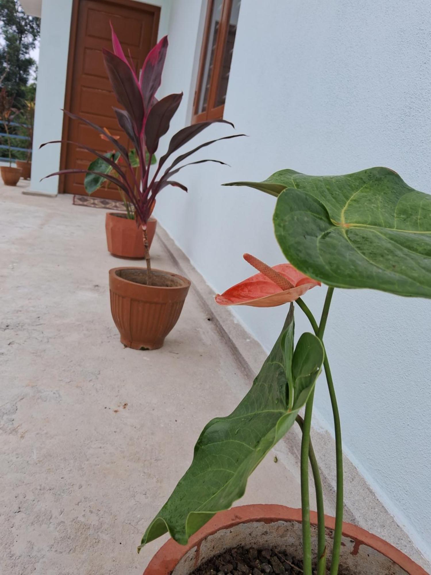 Coorg Teakwood Treasure Homestay Madikeri Zewnętrze zdjęcie